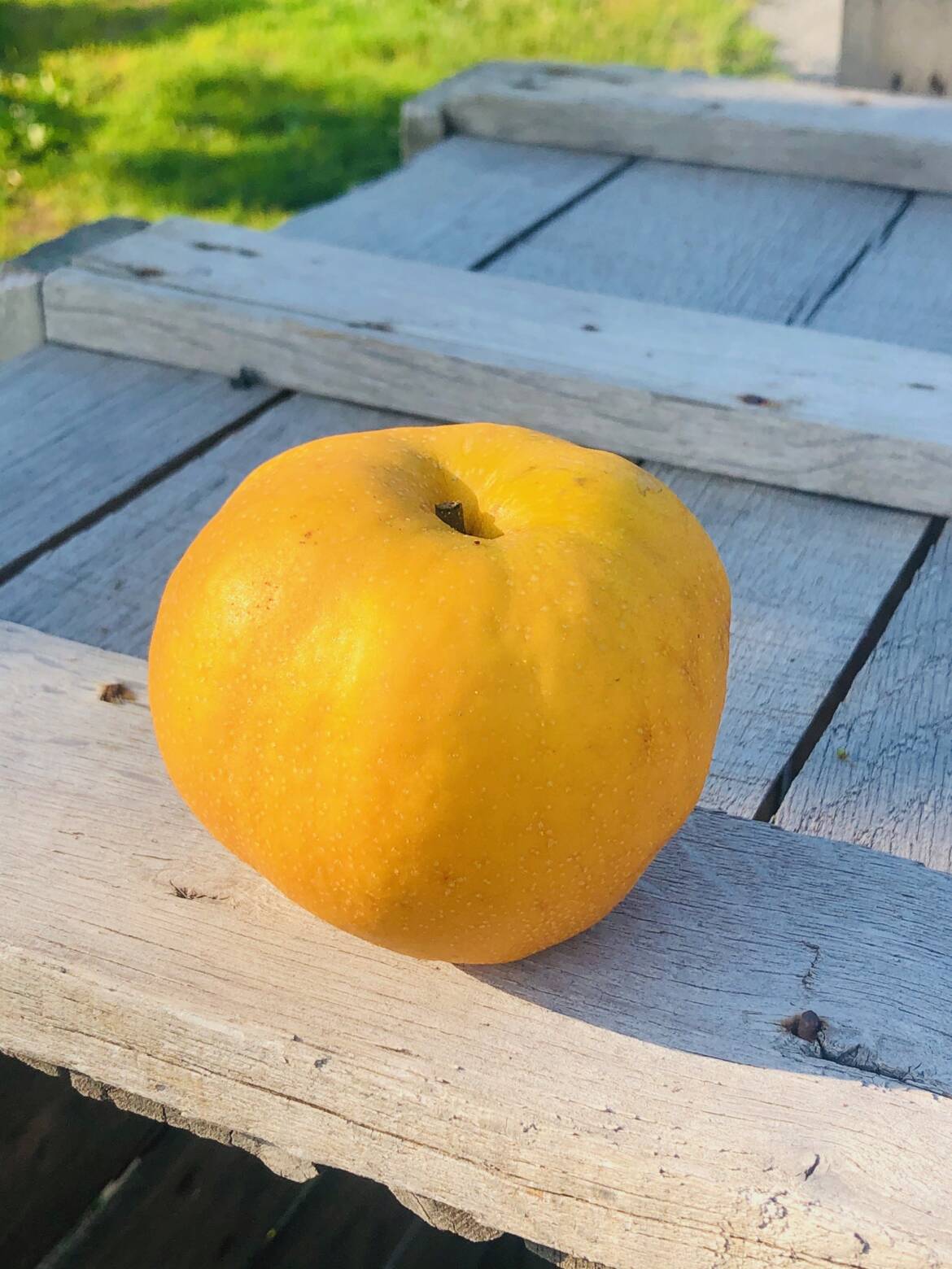 ApplePear-1.jpg